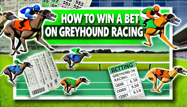 how to win a bet on Greyhound Racing